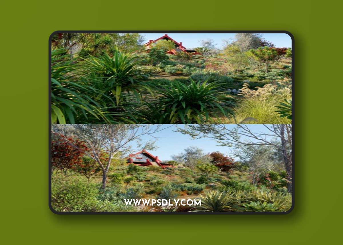 Globe Plants - Bundle 21 - New Zealand Plants