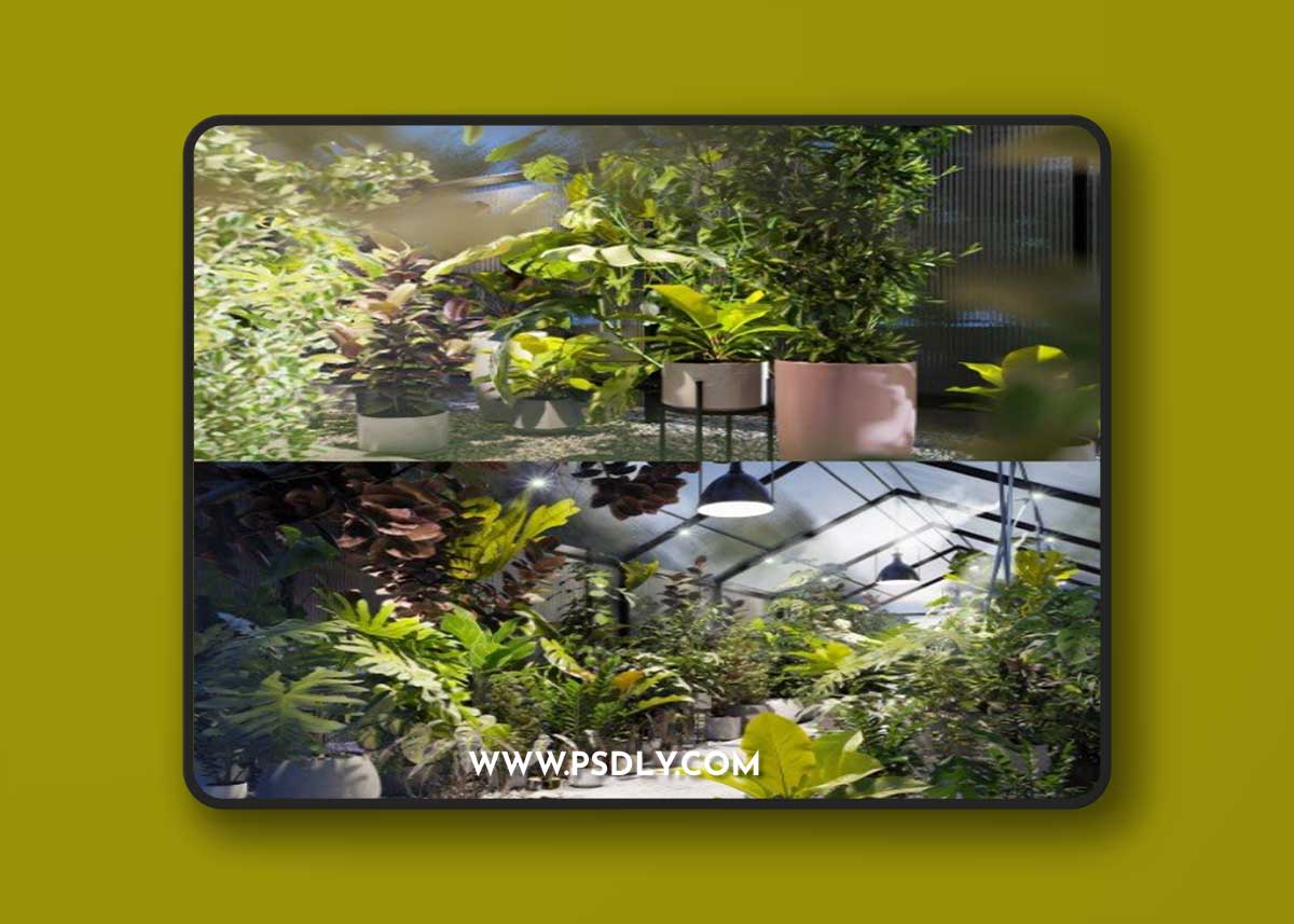 Globe Plants - Bundle 30 - Interior Pot Plants