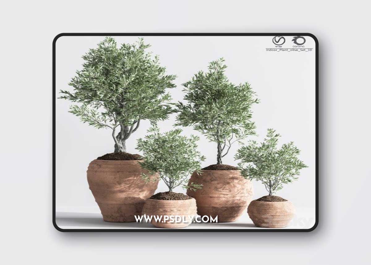 Indoor Plant olive Set 10