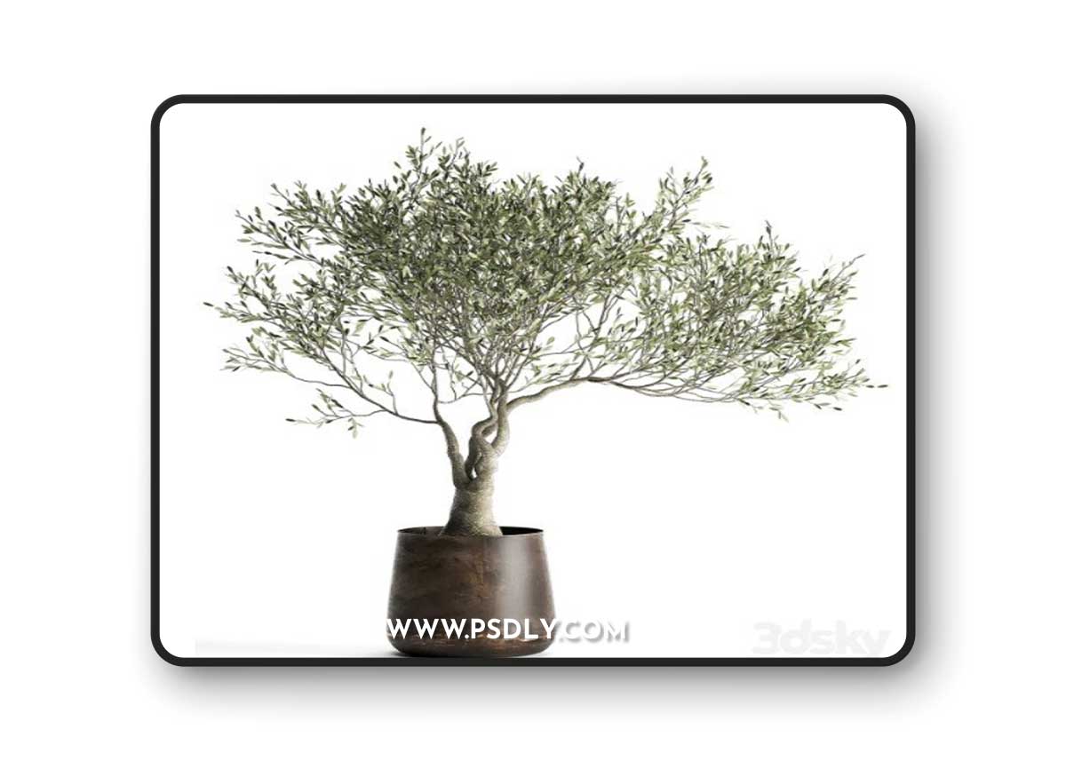 Olive tree 969. olive, tree, metal pot, landscaping, outdoor, rust