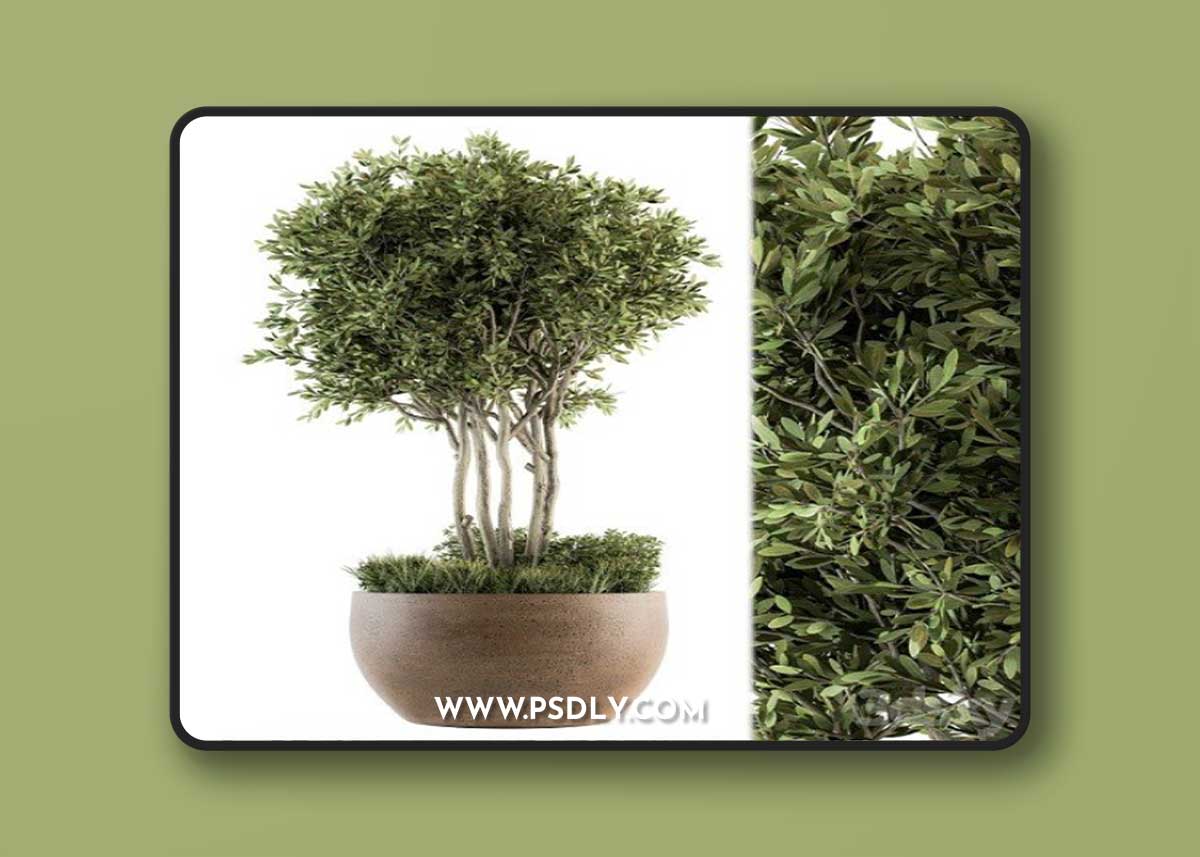 Outdoor Plants Tree in Concrete Pot Set 135