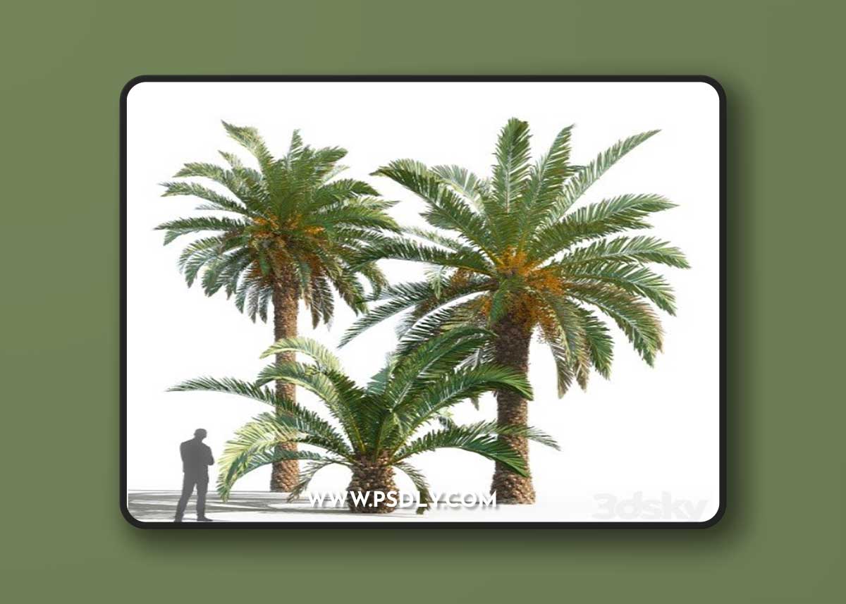 Phoenix canariensis (date canary)
