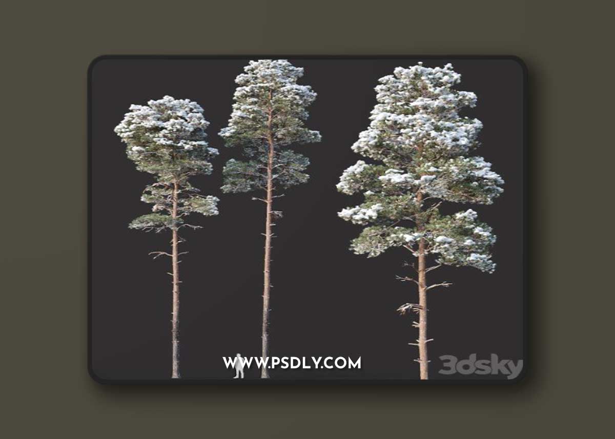 Pinus sylvestris Nr13 H19, 22m. Two winter trees