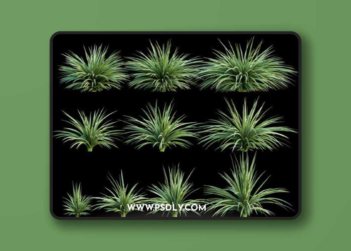 Plants for the exterior