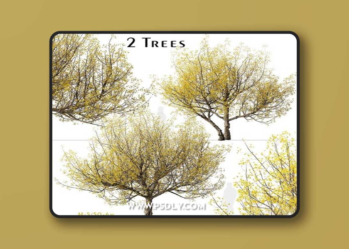 Set of Flowering Cornus Mas Trees