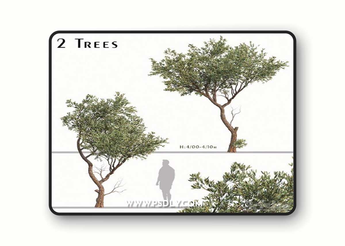 Set of Fruitless Olive Trees