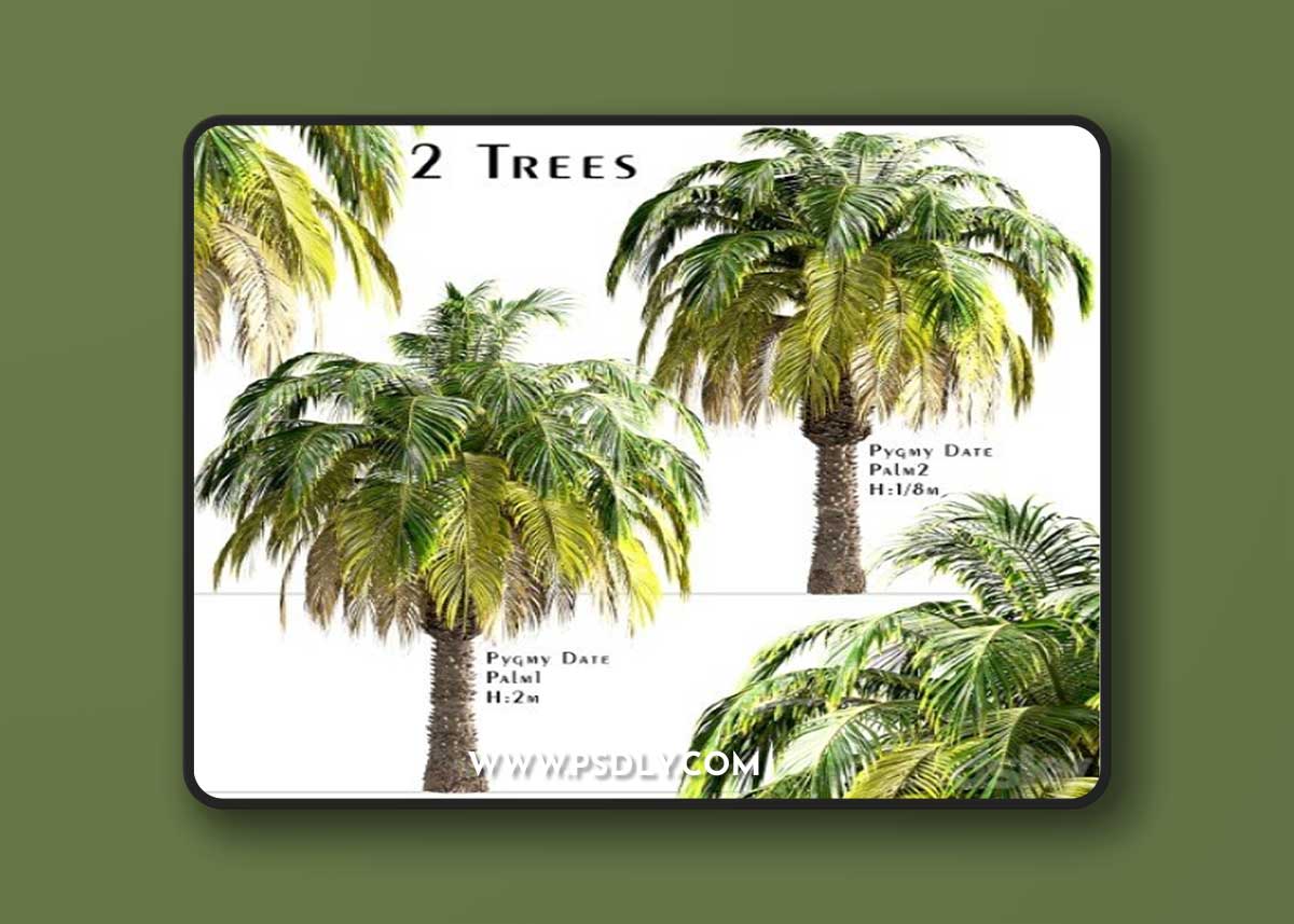 Set of Pygmy Date Palm Trees (Phoenix Roebelenii) (2 Trees)