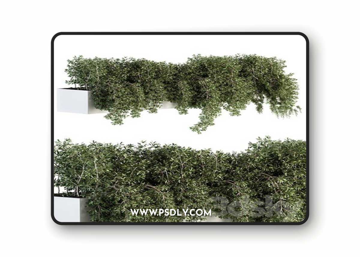 ivy plants in box – Outdoor Set 80