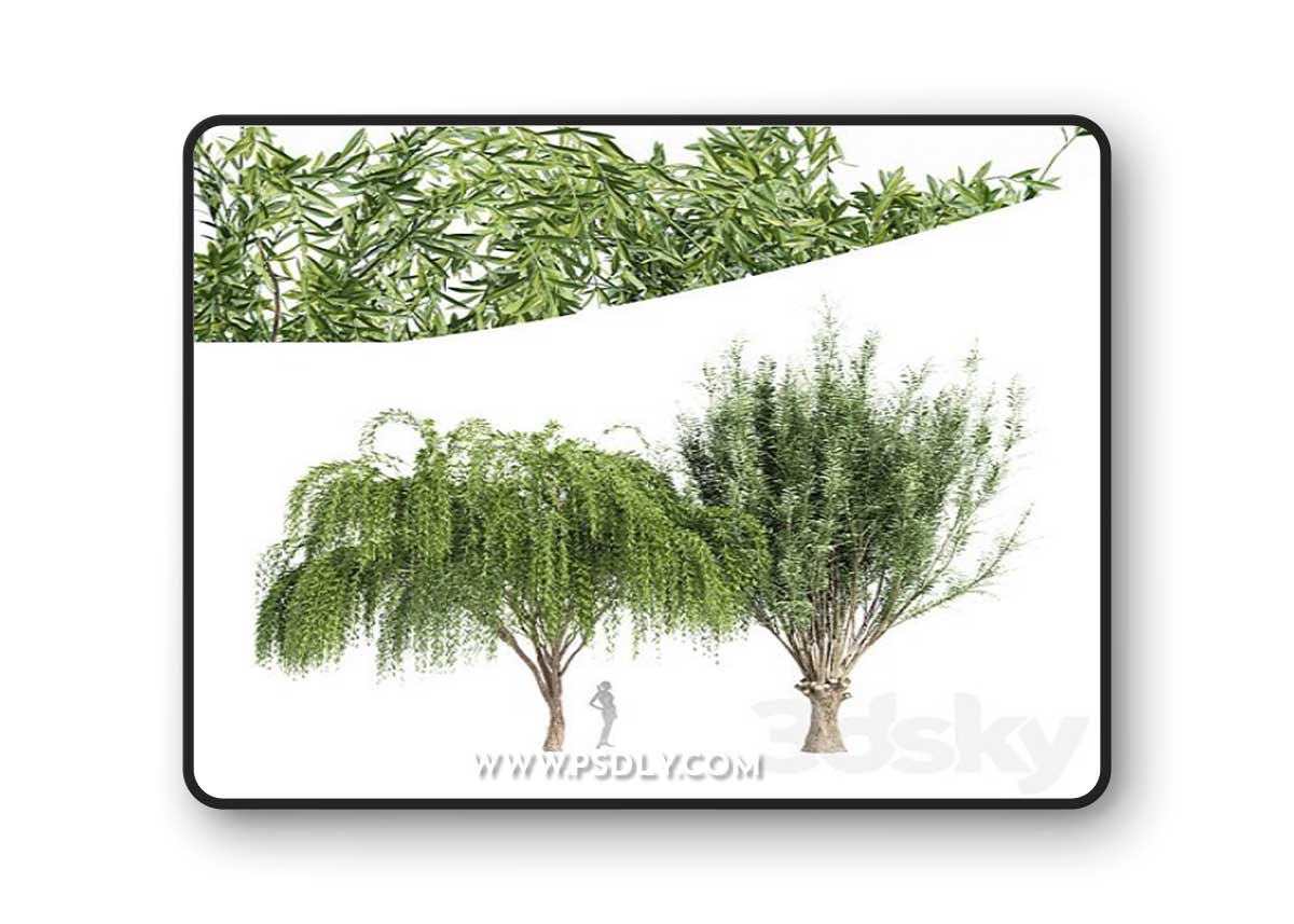 2tree-Pollard willow Weeping willow