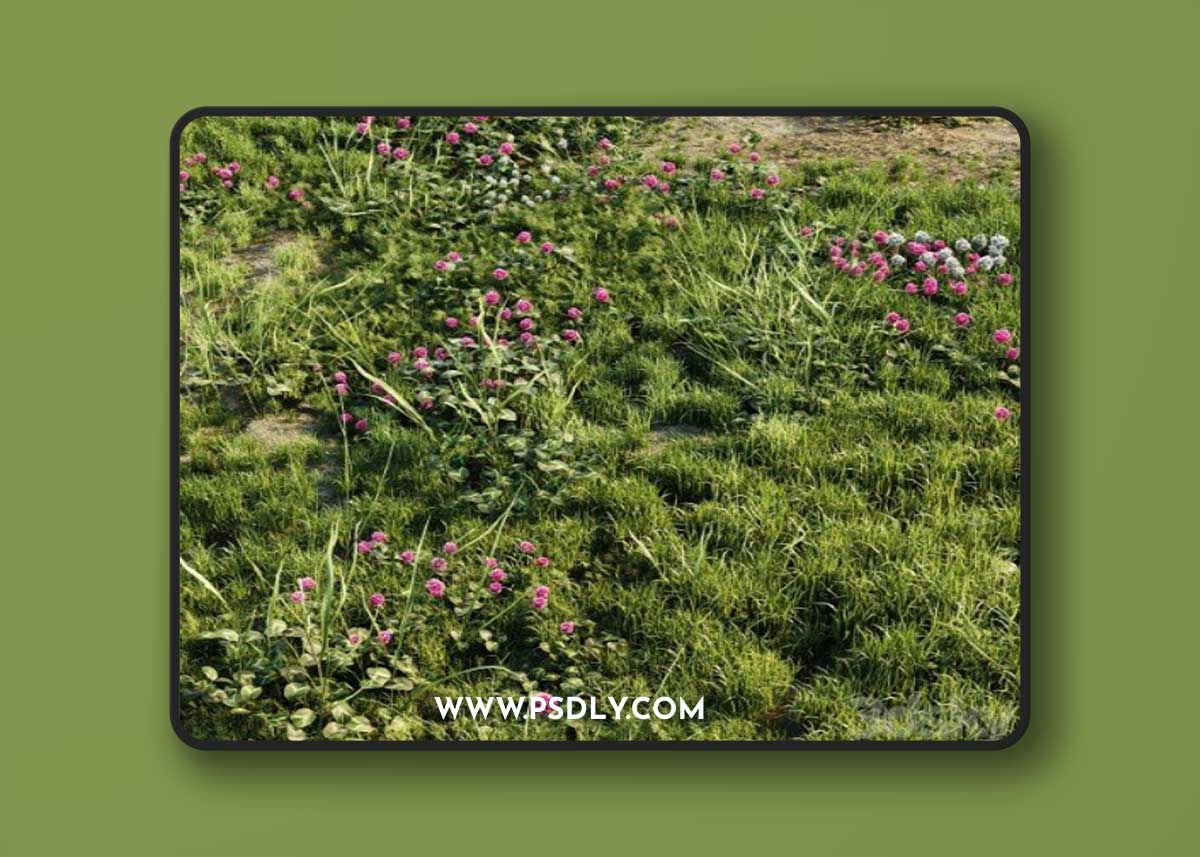 Meadow grass 3D Model