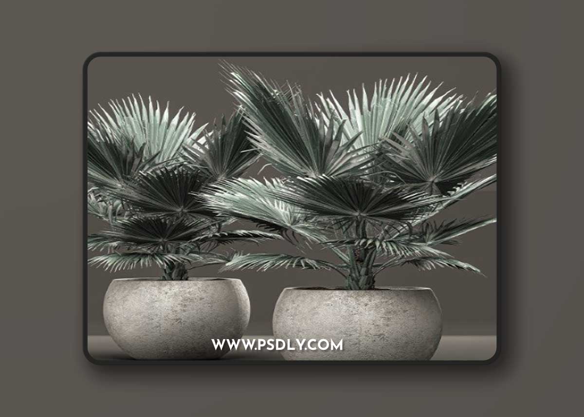 Bismarckia nobilis 2. fan palm, blue palm, brachea, bismarckia, concrete flowerpot