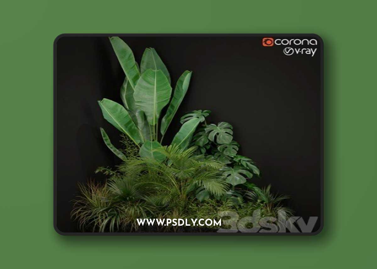 Plants collection 196