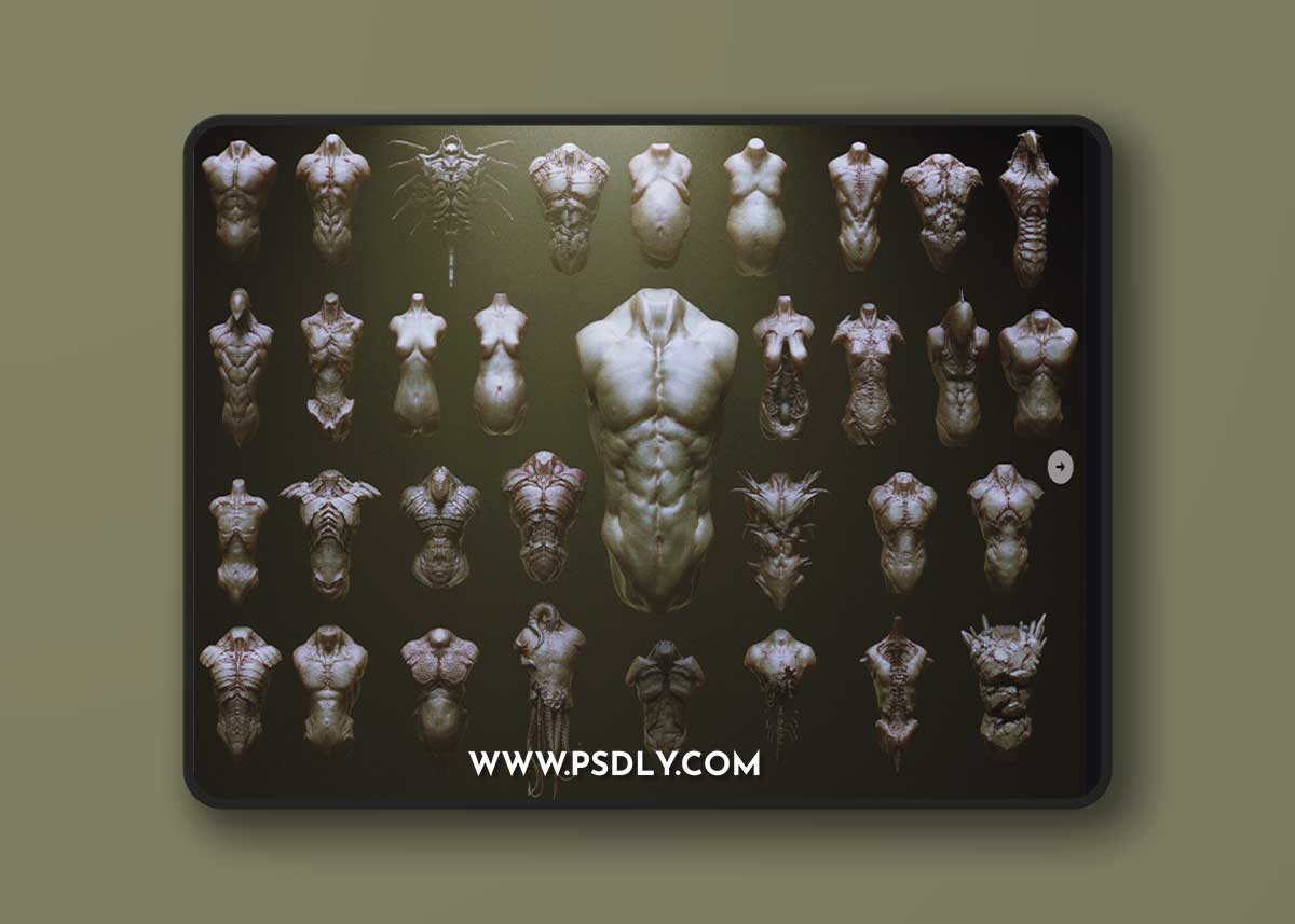 Artstation - TORSOS - 33 Character & Creature Zbrush Insertmesh Brush