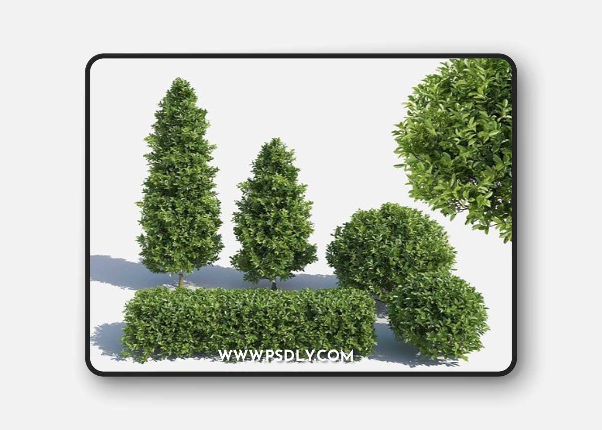 Garden Plant Set 02 Ficus Annulata