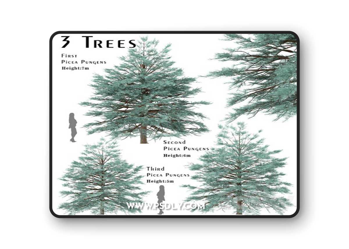 Set of Picea Pungens Trees (Blue spruce) (3 Trees)
