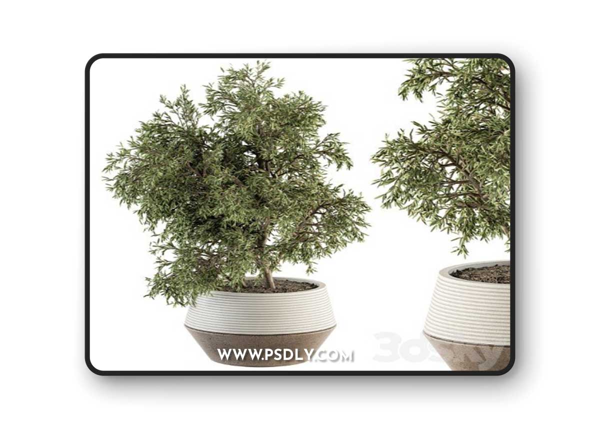 indoor Plant Set 285 - Plants Set in pot