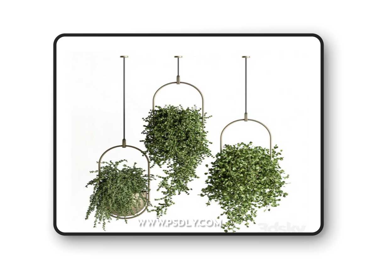 indoor Plant Set 410 – Hanging Plants