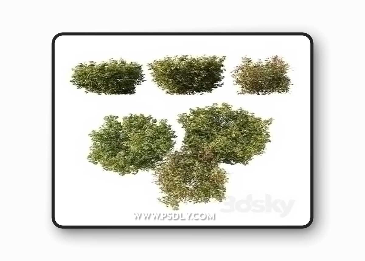 HQ Plants Cornus sanguinea