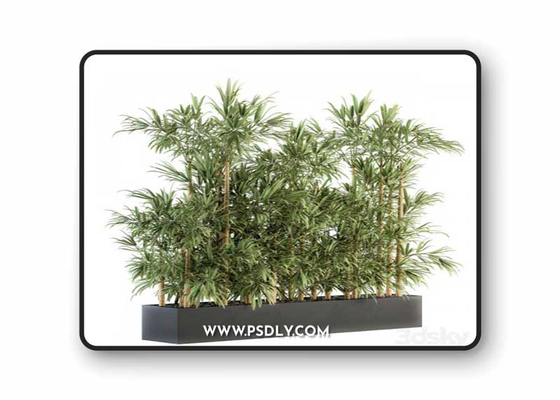 Indoor Plant Set 144 - Bamboo in Plant Box