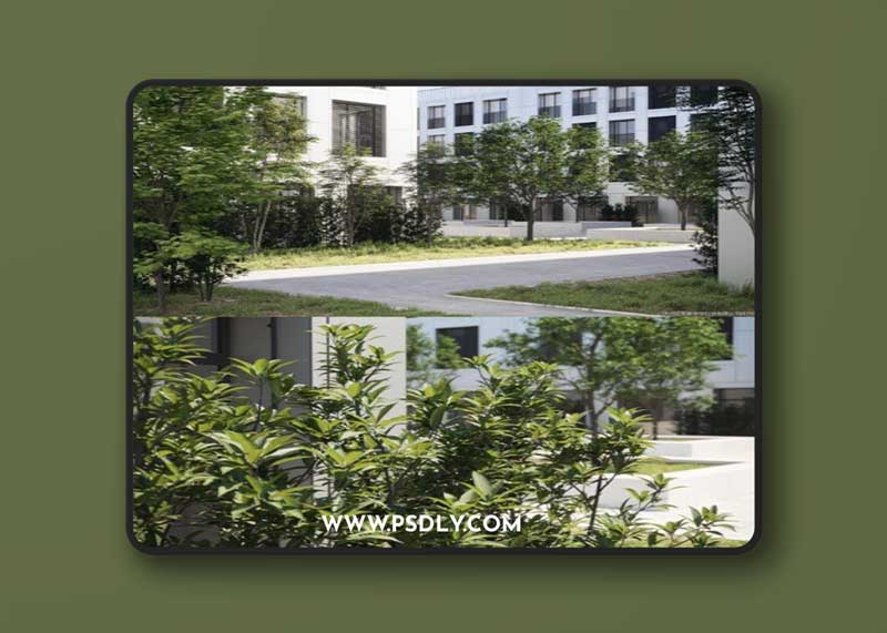 Maxtree - Plant Models Vol. 52
