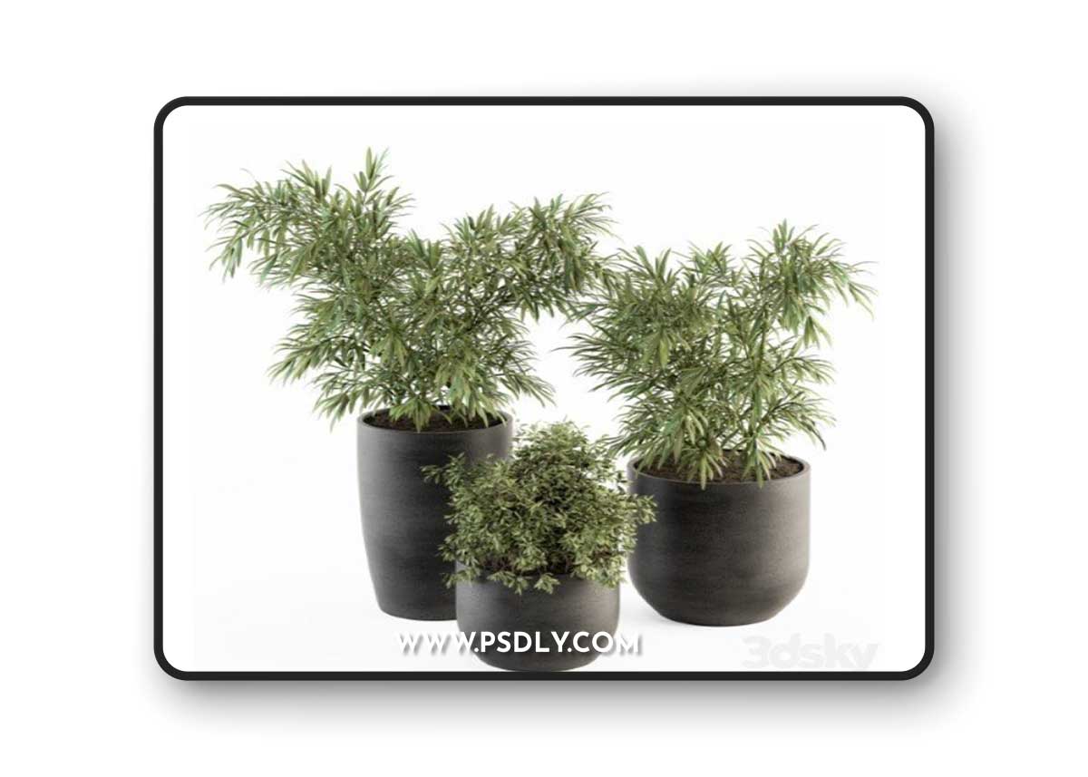 indoor Plant Set 253 - Plants Set in pot