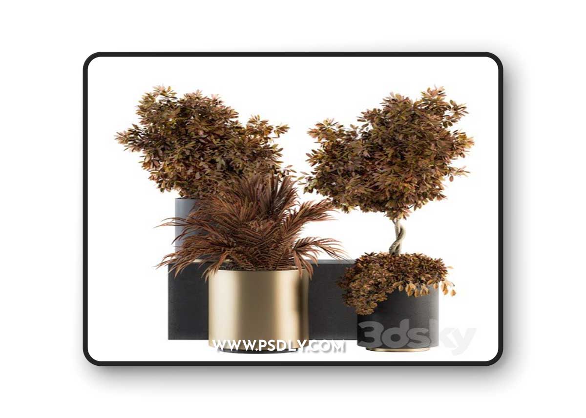 indoor Plant Set 91 - Black and Gold (Red Plant)