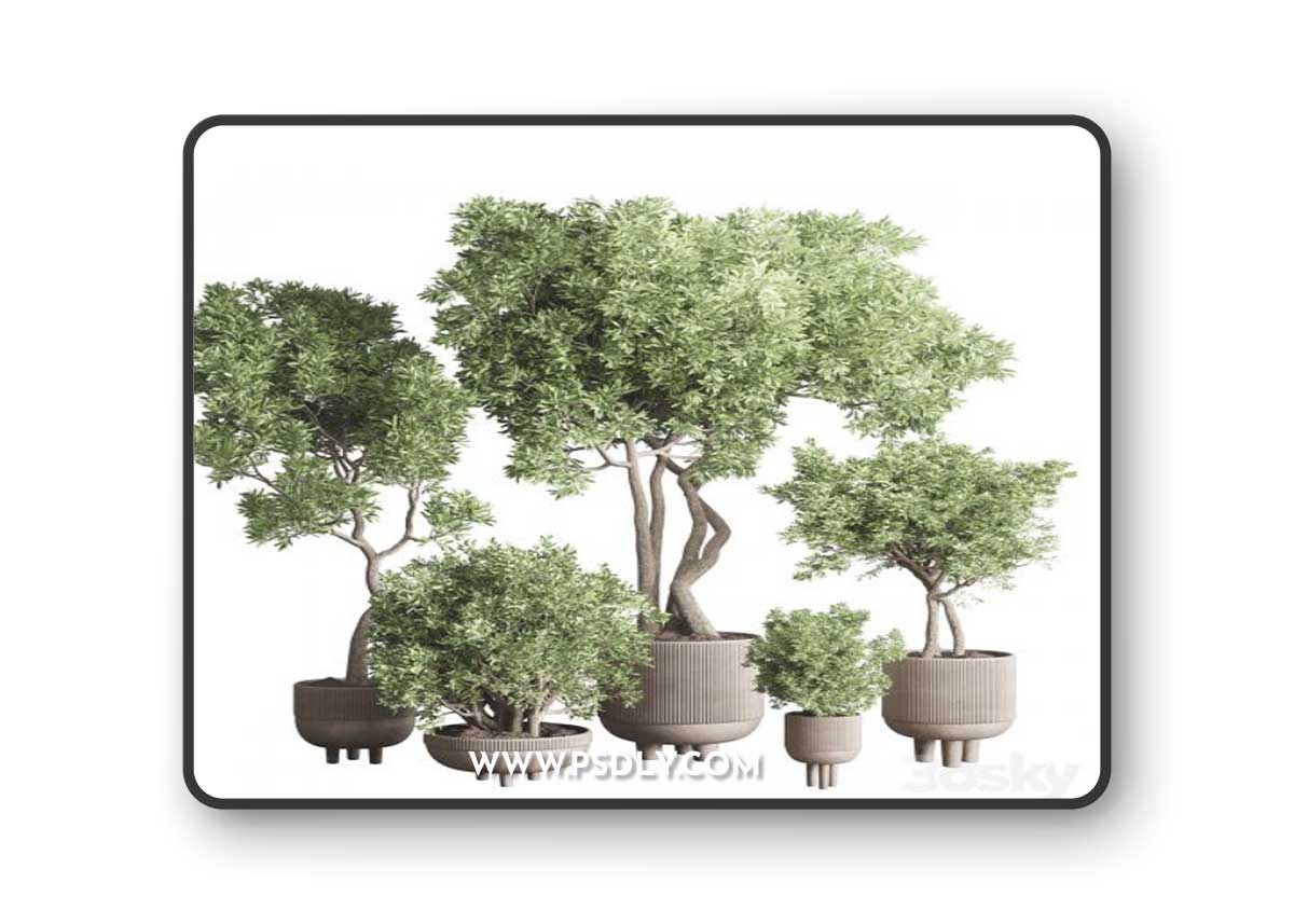 Collection Indoor Outdoor plant 118 vase concrete pot tree corona