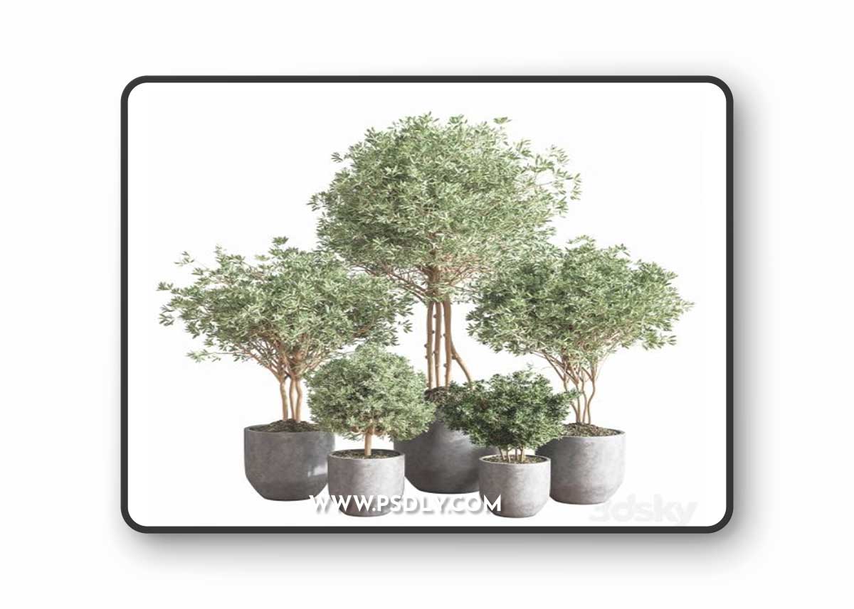 Indoor Plant Set13 Corona 3D Model