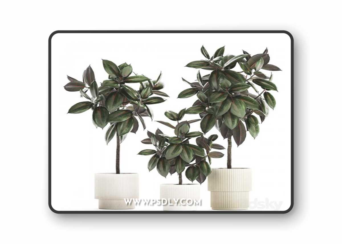 Plant collection 1432 3D Model