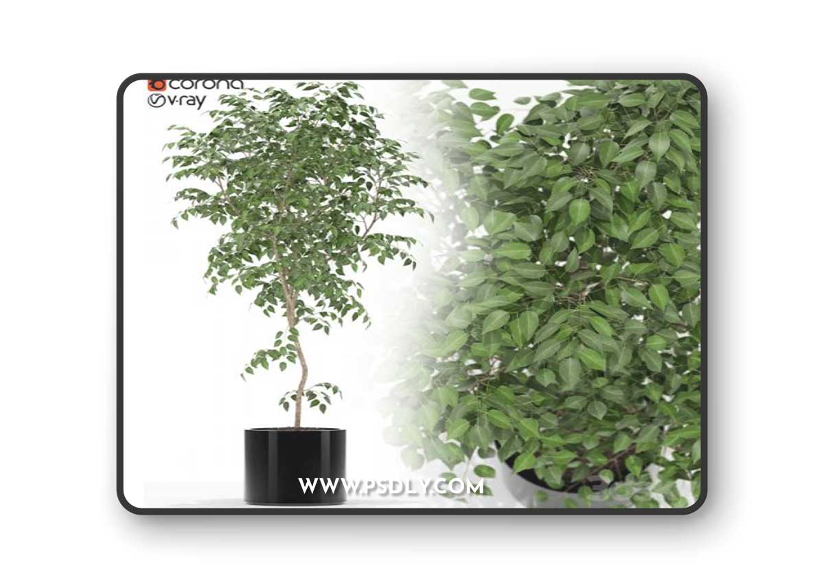 Plants collection 152 3D Model