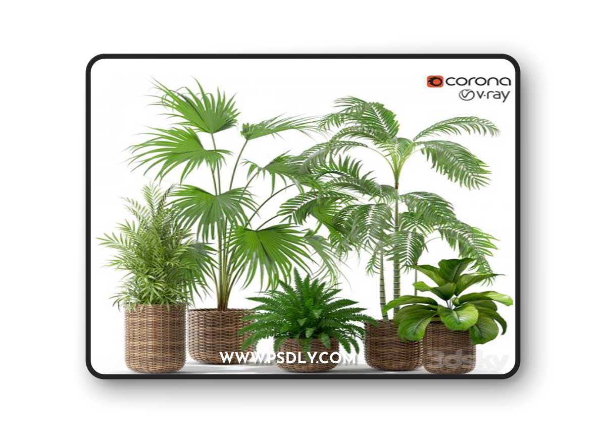 Plants collection 338 3D Model