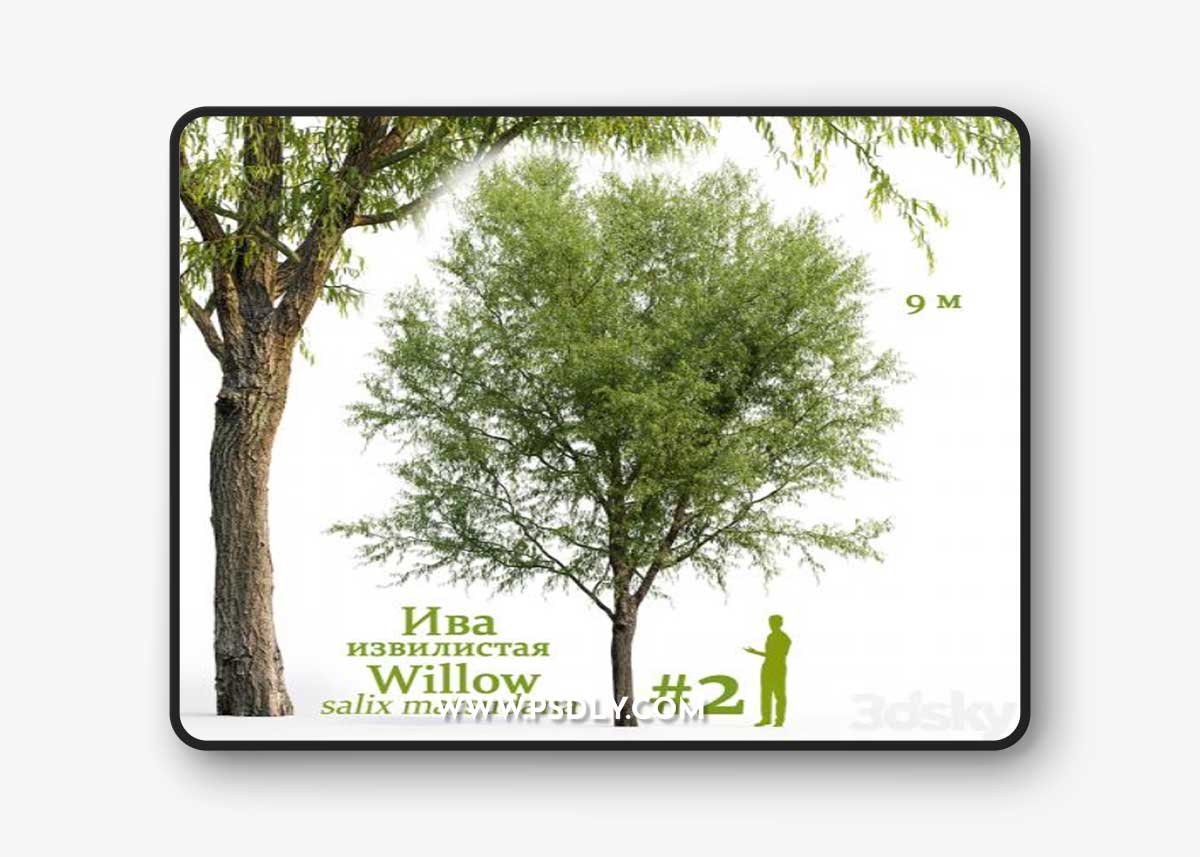 Willow / Salix matsudana #2