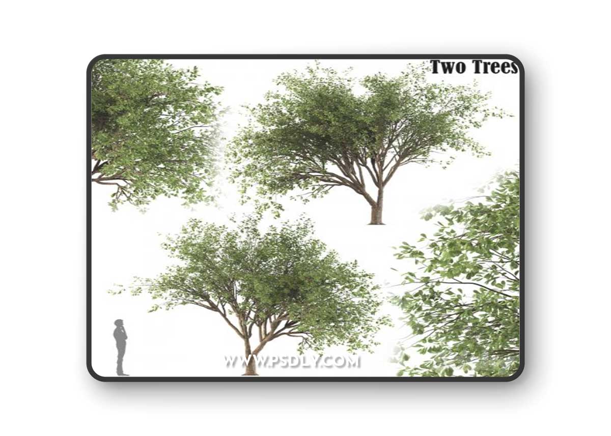 Chinese Stewartia tree (two trees)