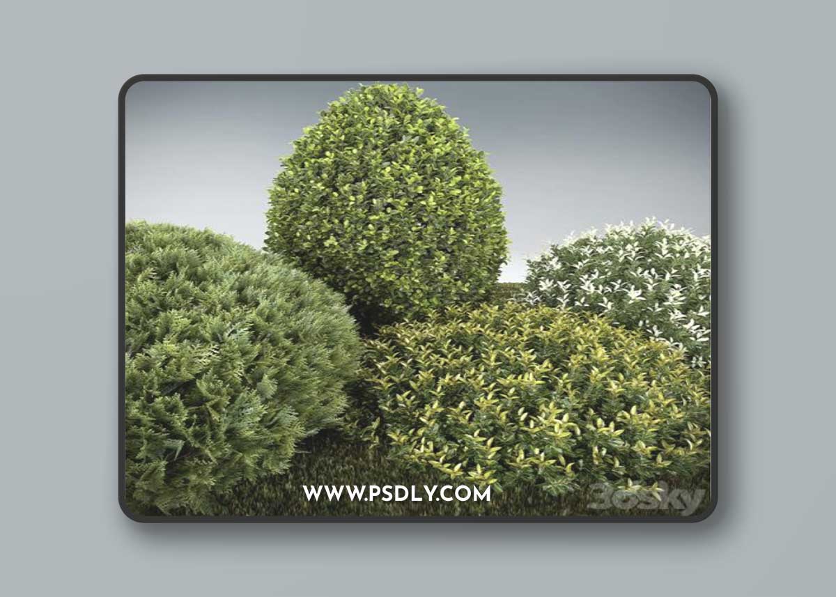 Group outdoor plants & Hedges