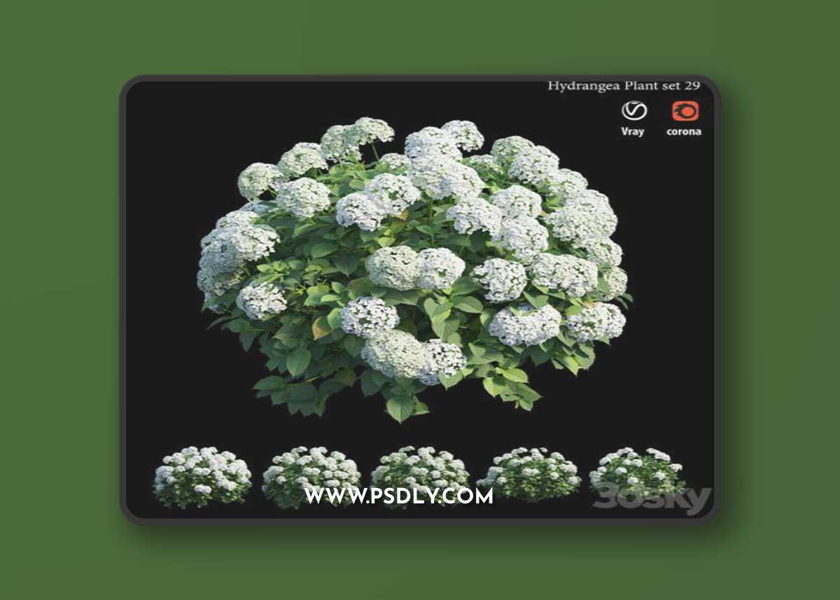 Hydrangea Plant set 29 3D Model