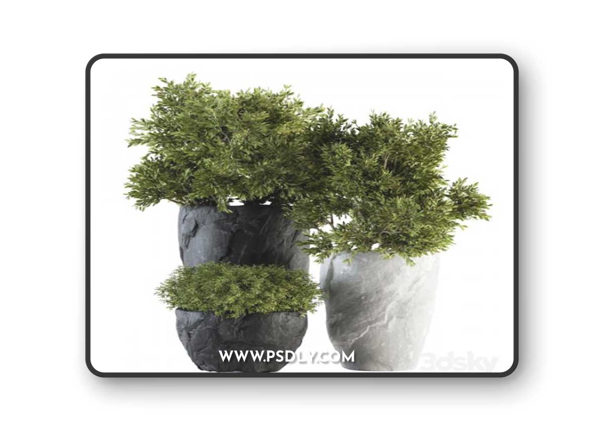 Outdoor Plants tree in Rock Pot - Set 136