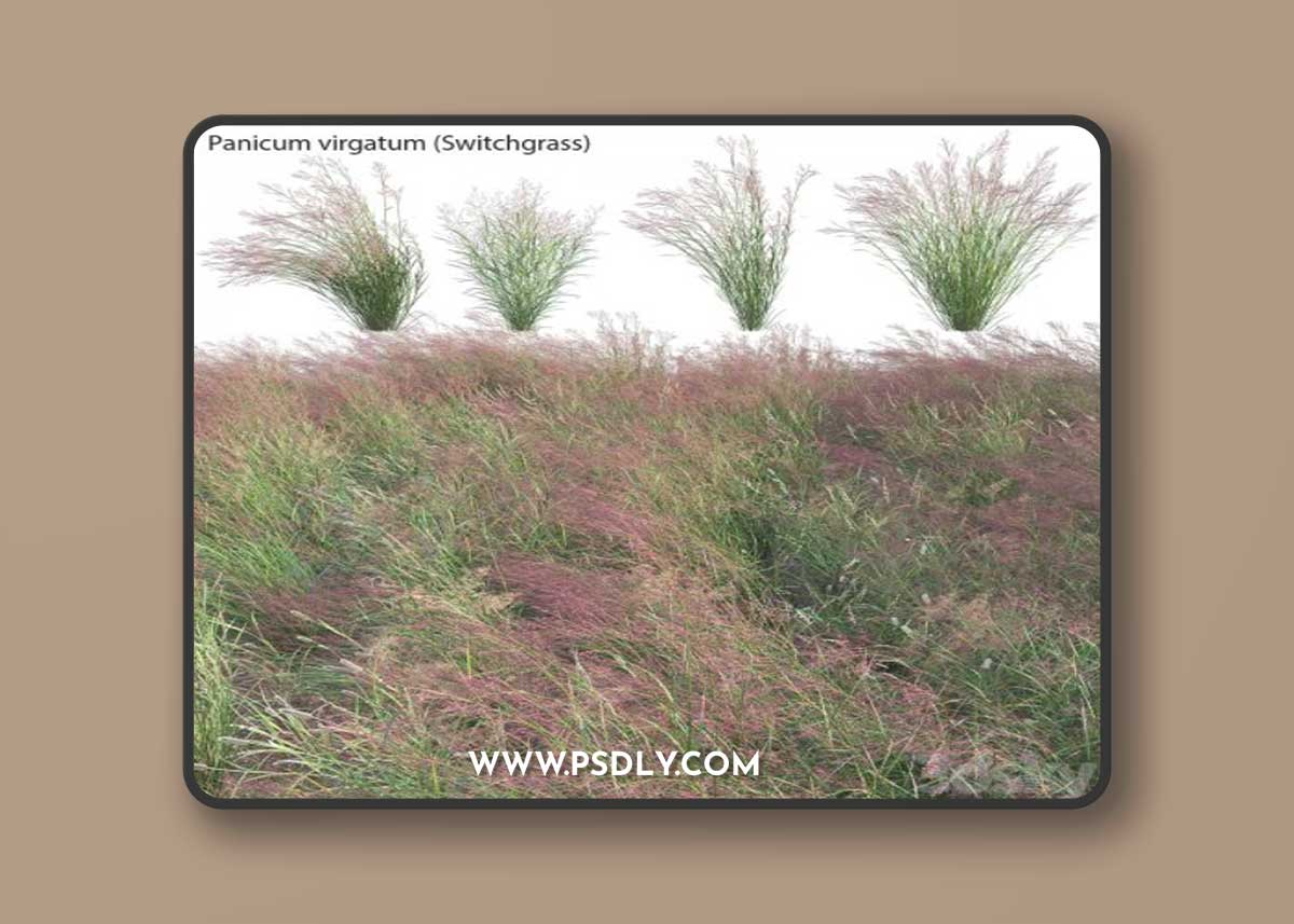 Panicum virgatum (Switchgrass)