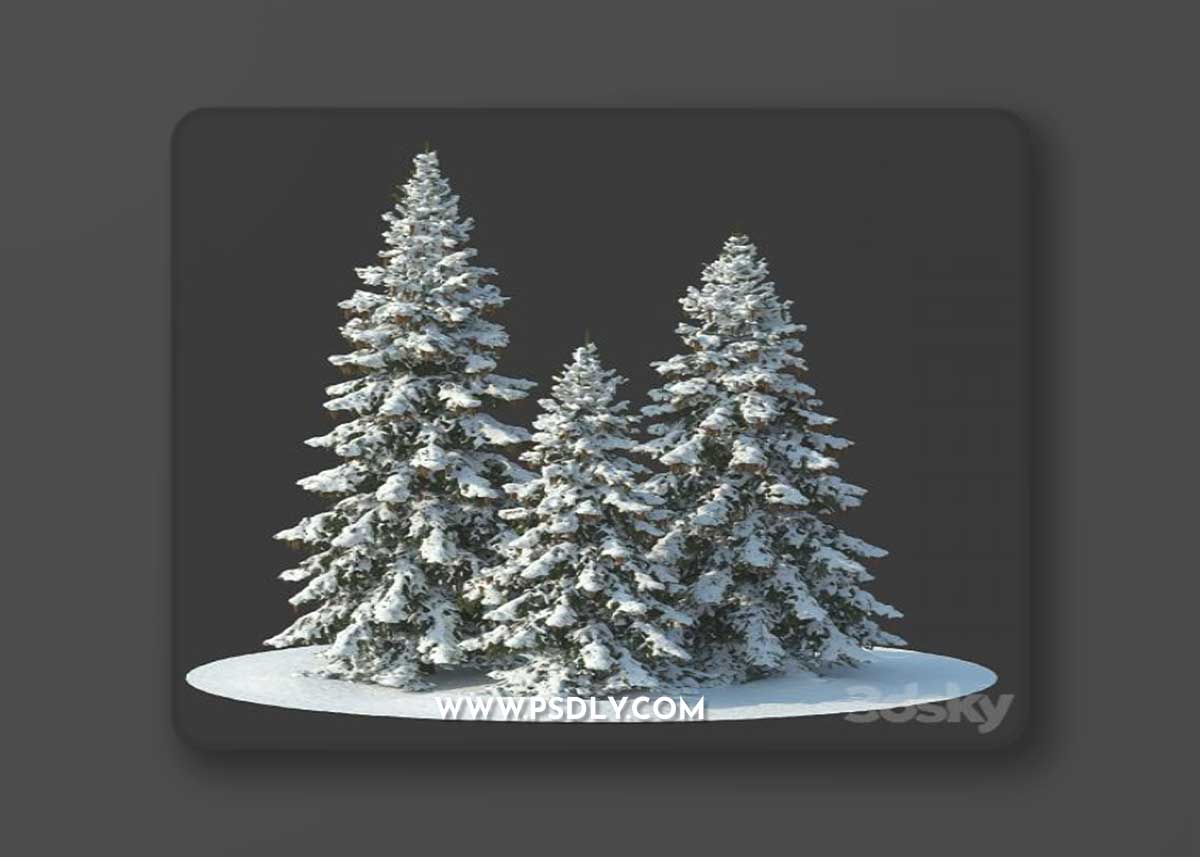 Winter spruces (Winter spruces)