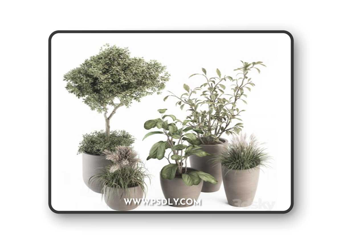indoor Plant Set 264 - Plant Set in pot