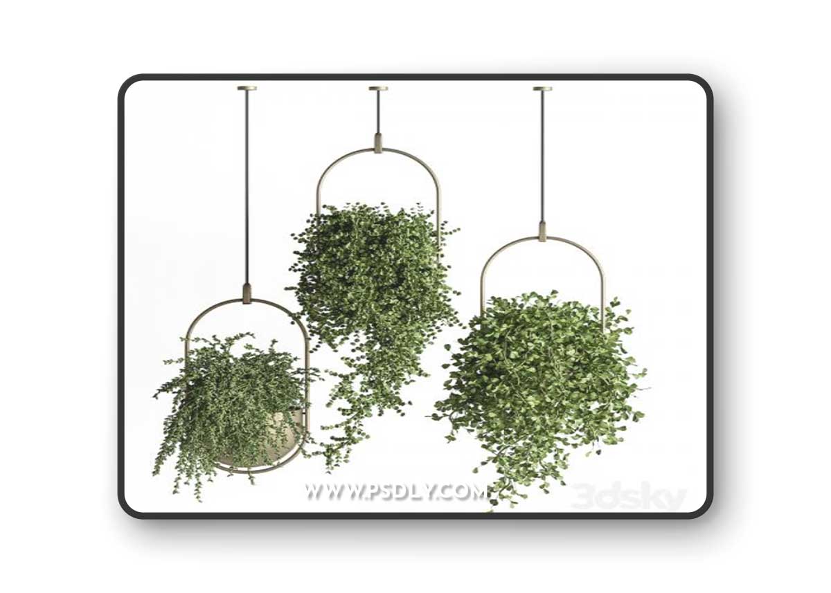 indoor Plant Set 410 - Hanging Plants
