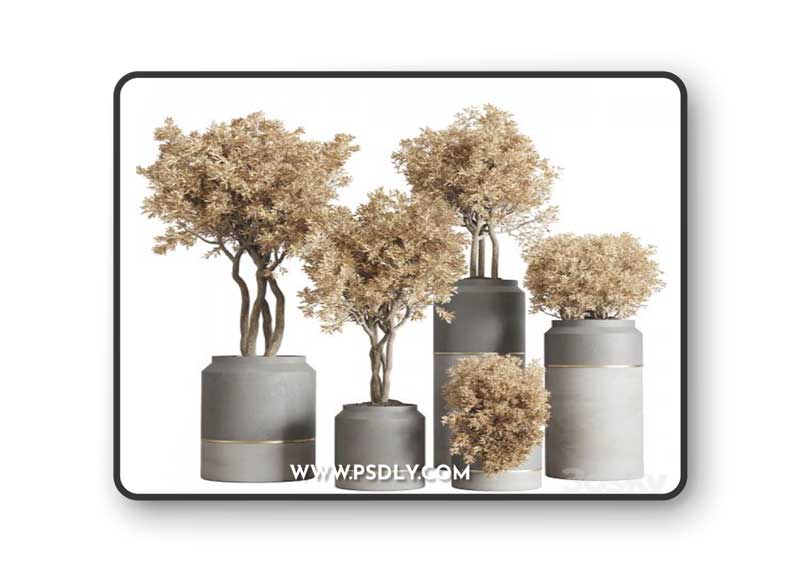 Collection autumn leaves Indoor plant 128 dirty concrete pots dry plants corona
