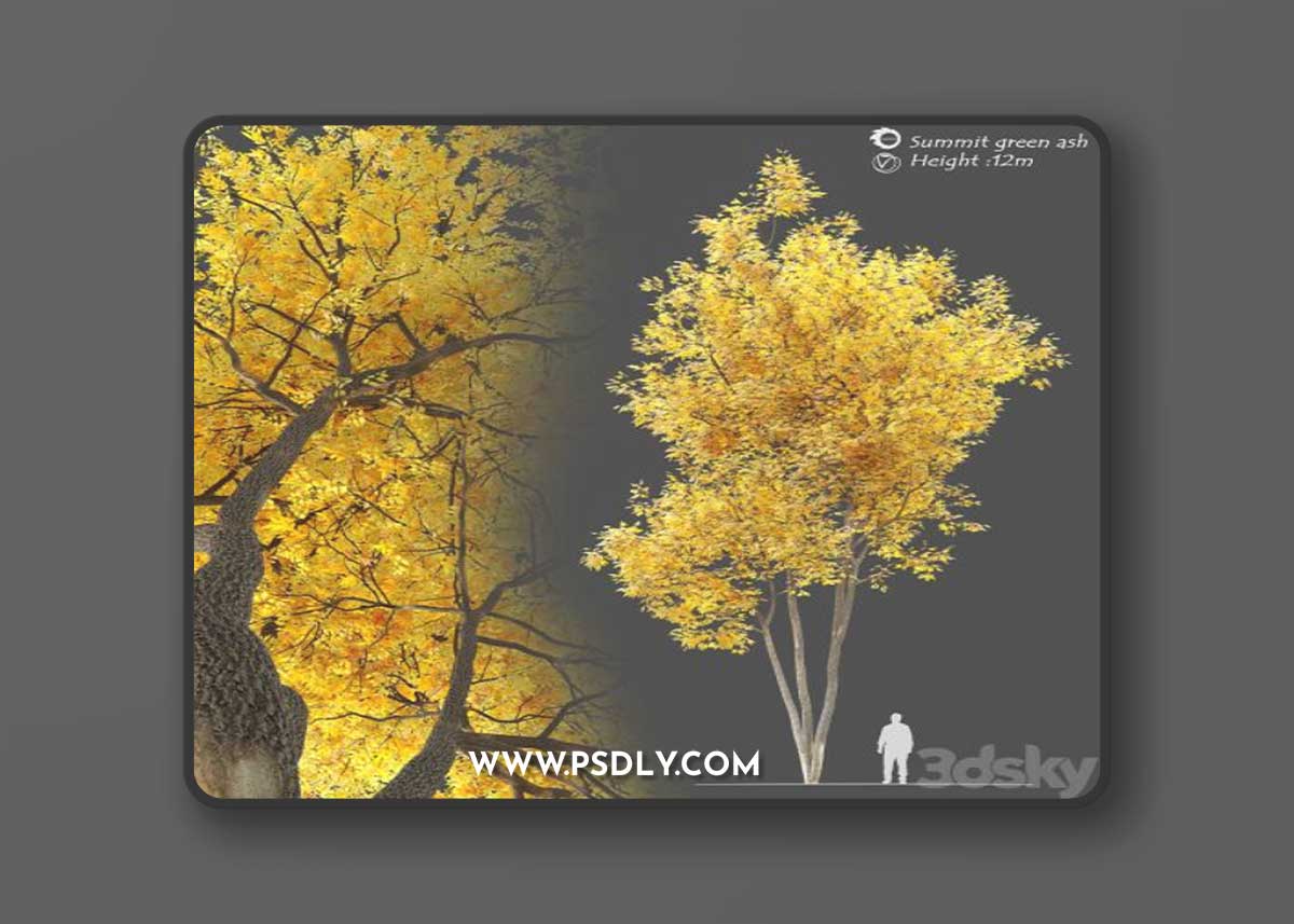 Autumn summit green ash (Fraxinus pennsylvanica Summit)