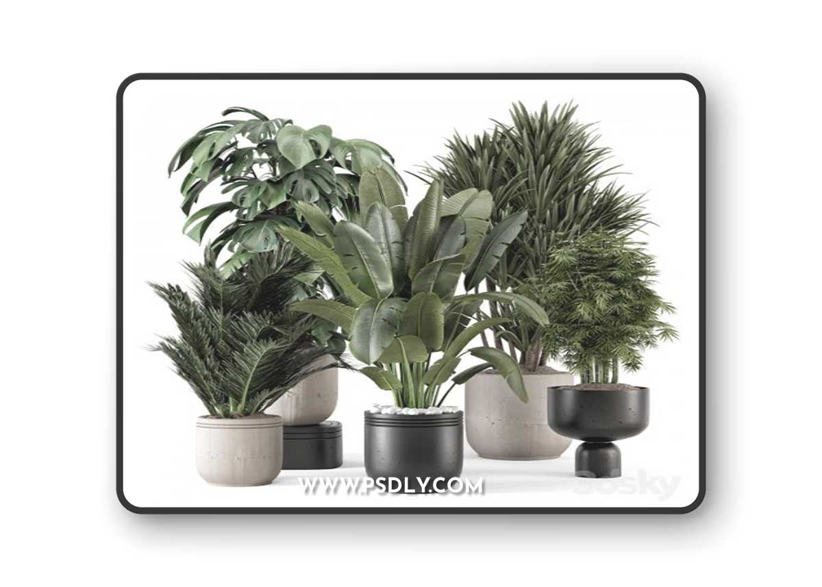 Indoor Plants in rusty Concrete Pot - Set 1331