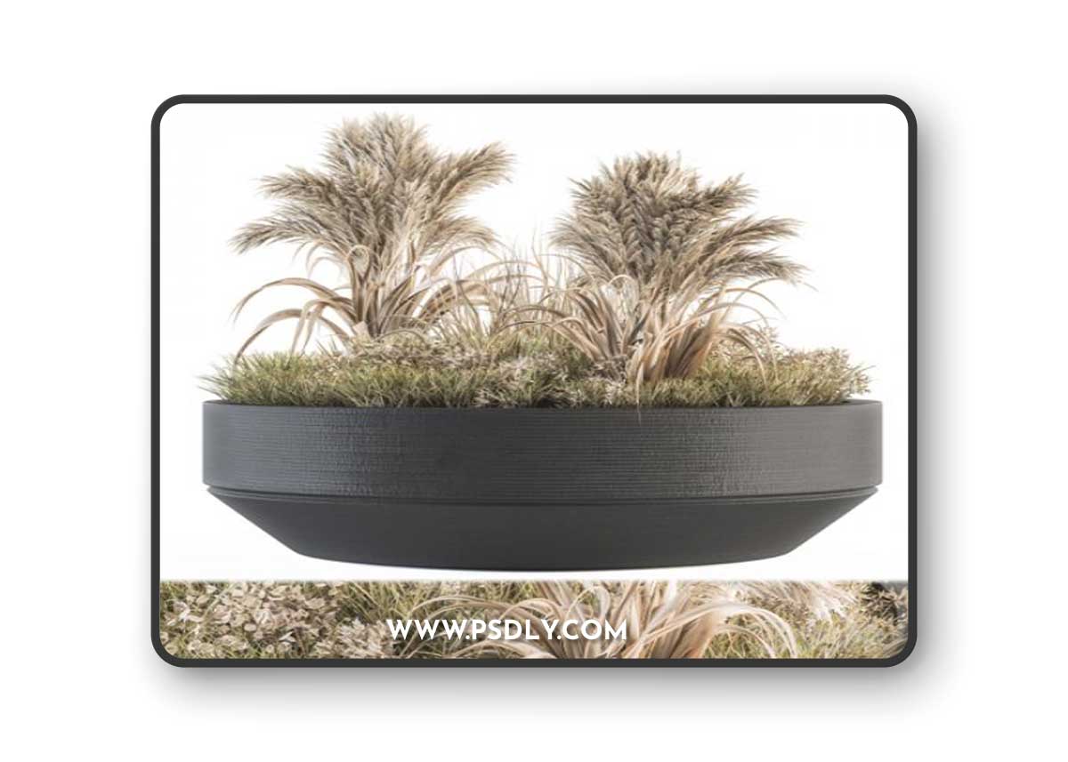 Outdoor Plants tree in Concrete Pot - Set 147