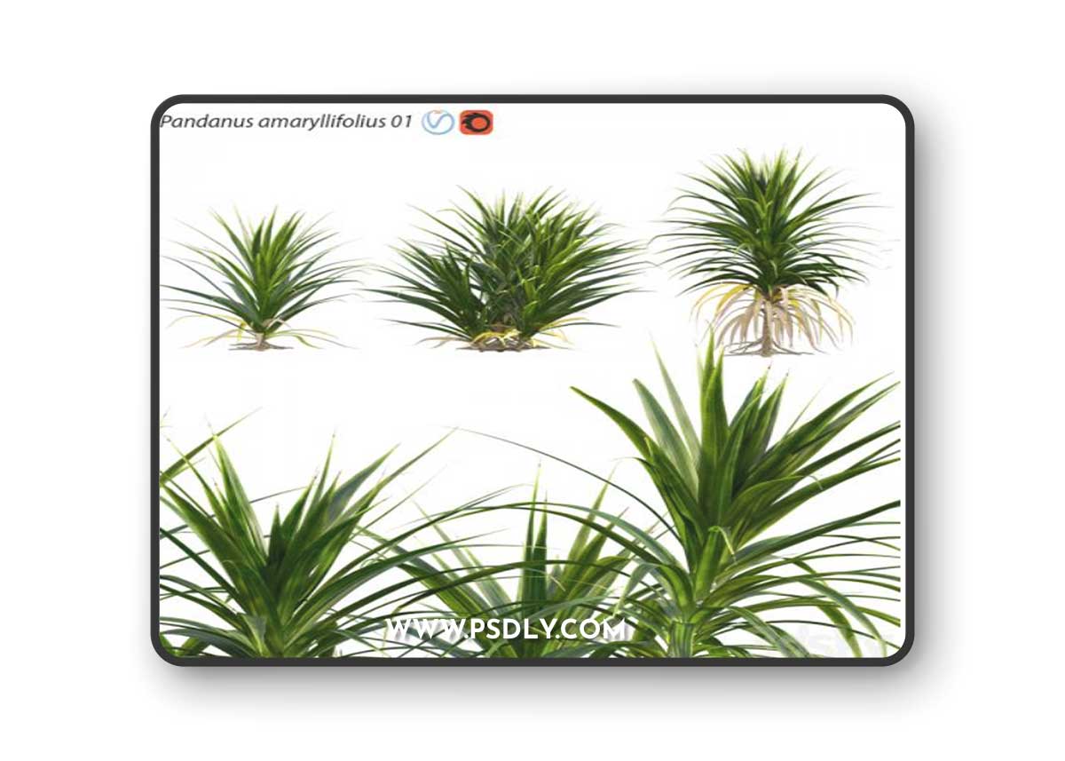 Pandanus amaryllifolius | Pandan leaves | Edible pandan 01