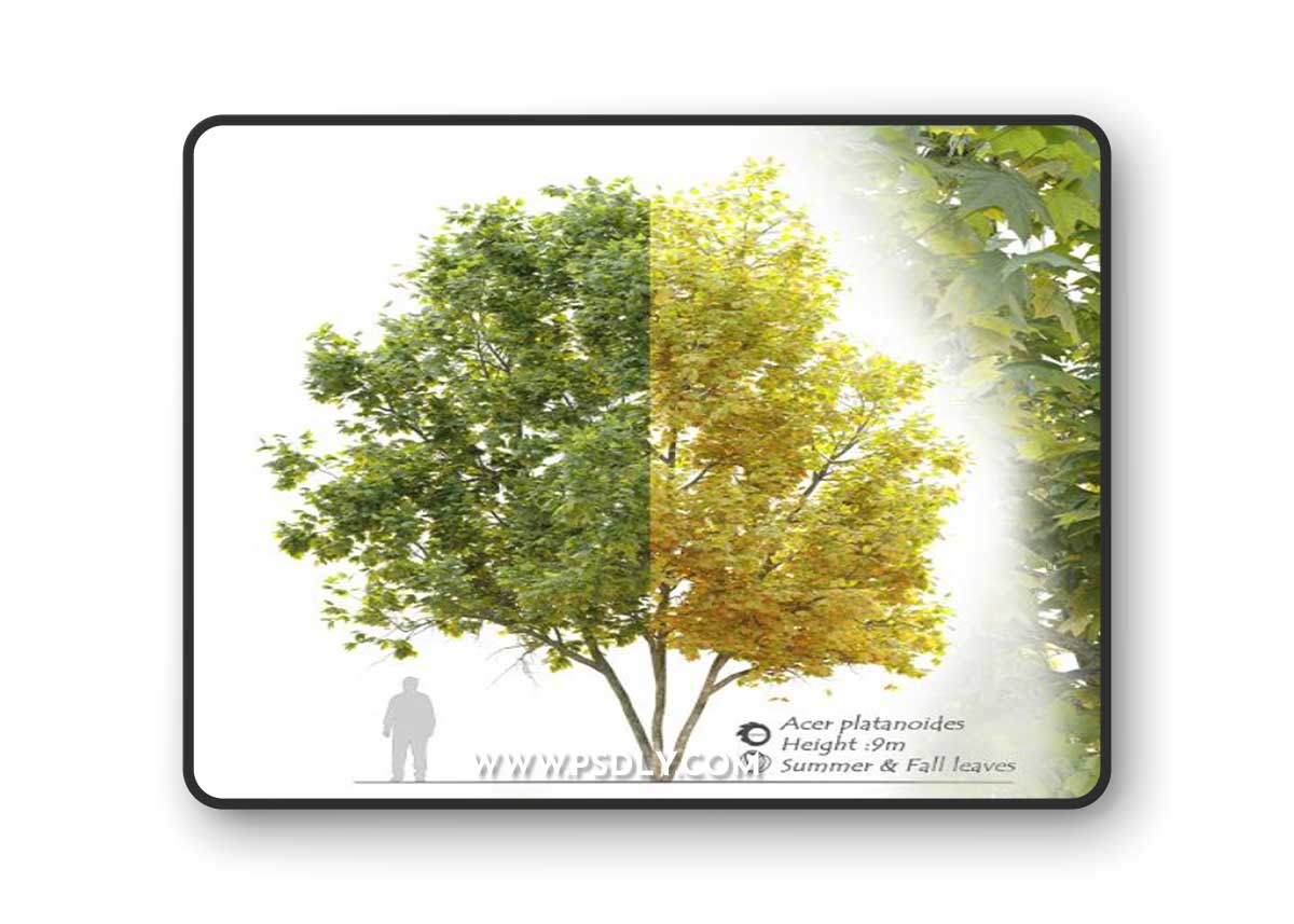 Acer platanoides (Norway maple)
