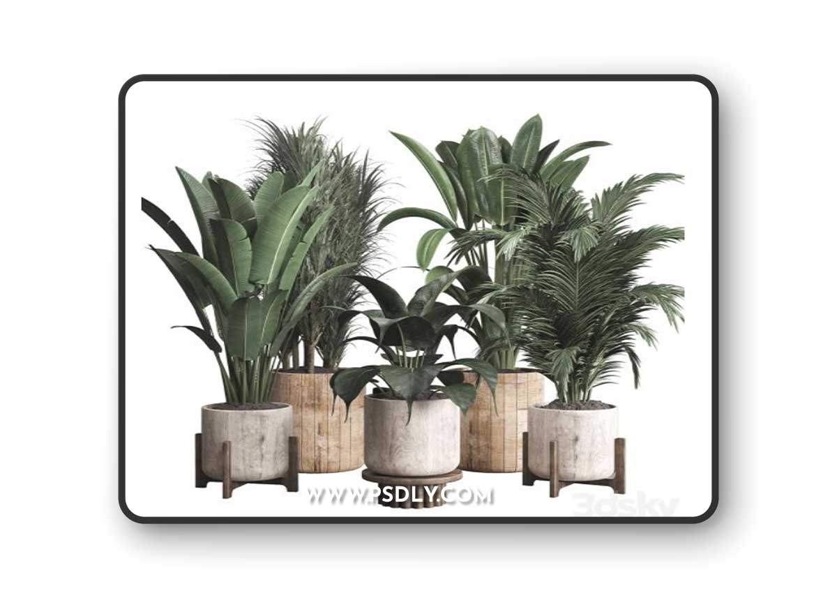 Collection indoor plant 174 pot plant ficus rubbery palm ravenala wooden vase