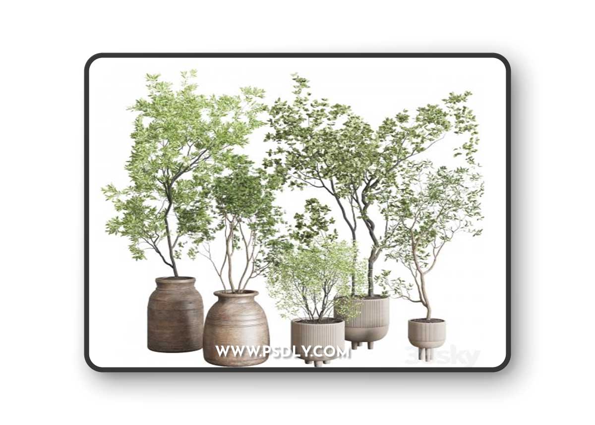 Collection indoor plant 227