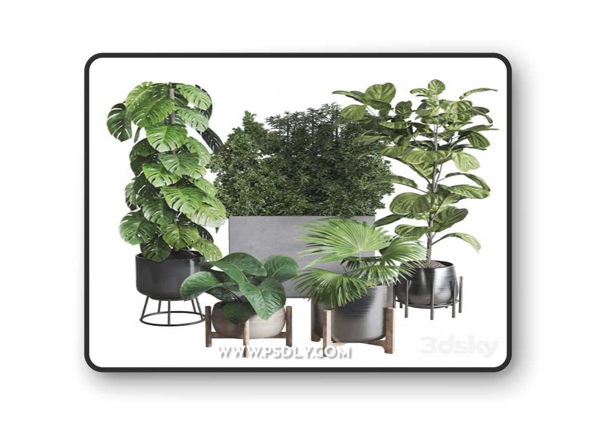 Collection indoor plant 251 ficus lyrata monstera palm in a wooden and metal pot