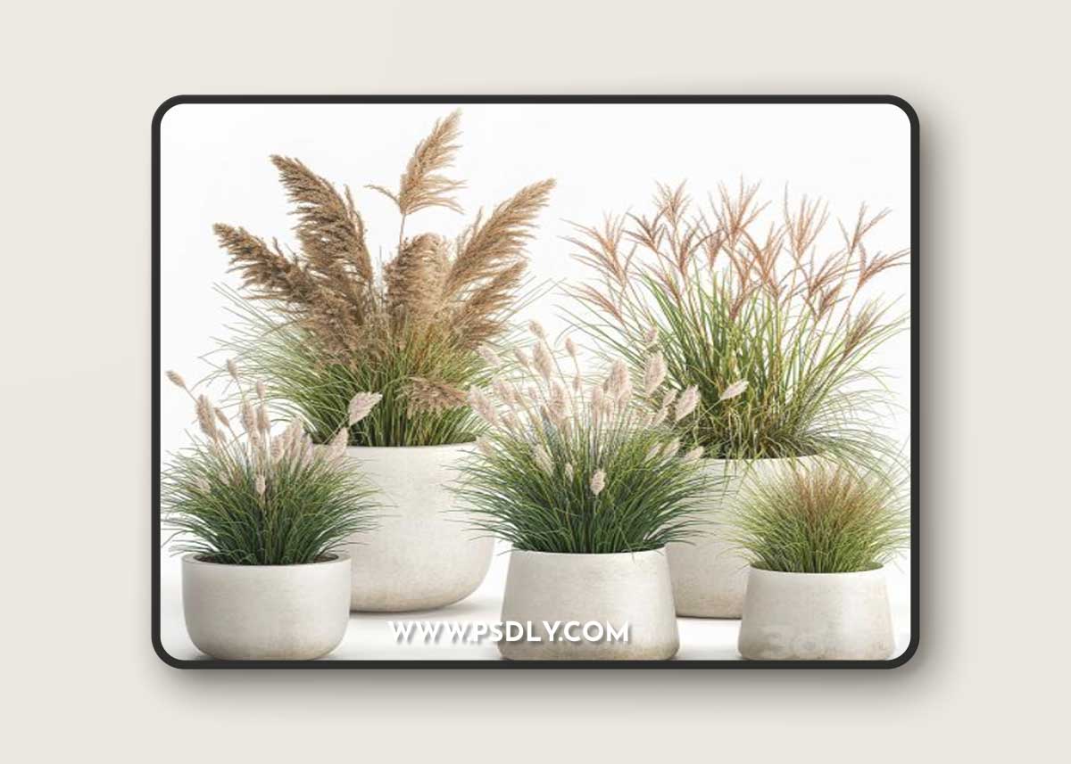 Collection of plants for landscape design in pots with reeds, flowerpot, pampas grass, bushes. Set 1094.